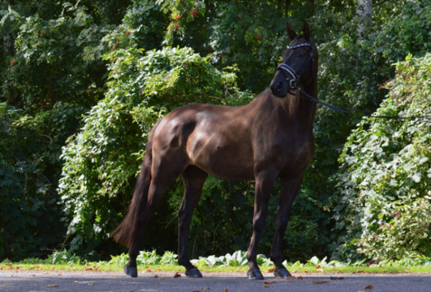 Et billede, der indeholder tr, udendrs, hest, pattedyr

Automatisk genereret beskrivelse